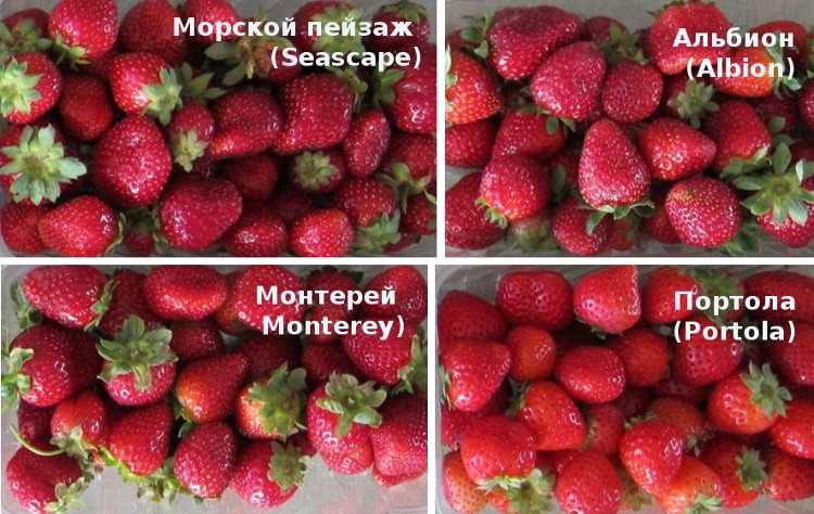 Клубника сорт монтерей - описание, посадка, уход, отзывы