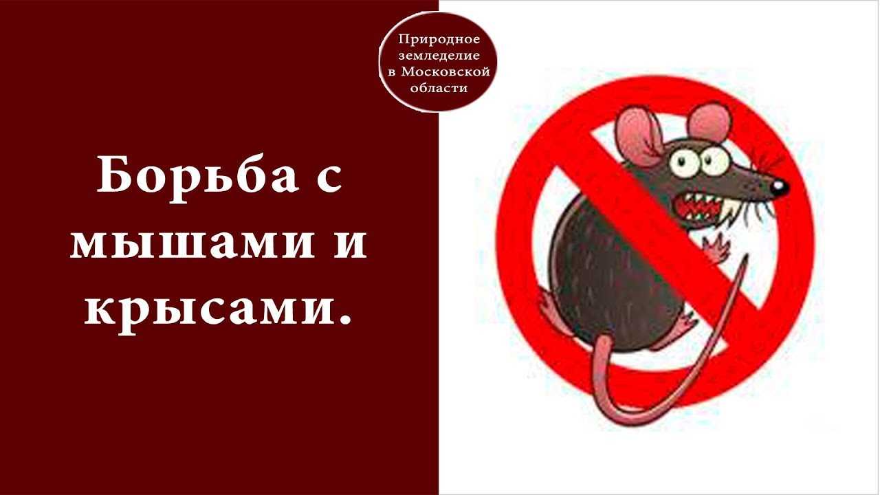 Борьба с крысами в сарае и гараже химией и народными средствами - способы и советы