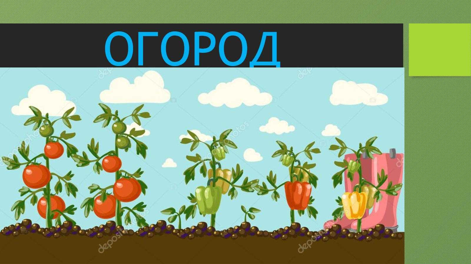 Когда высаживать помидоры под пленку