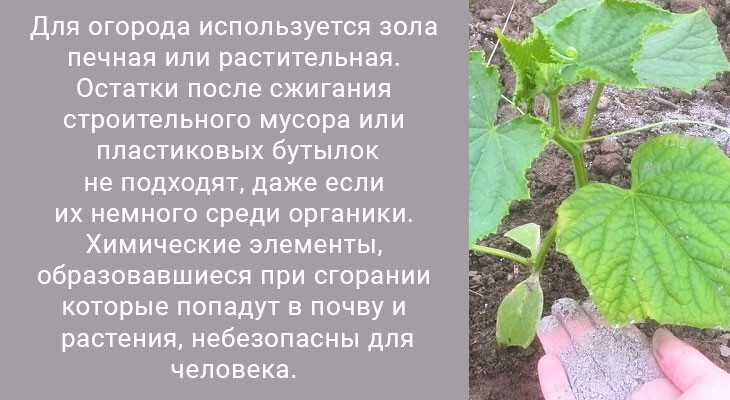 Почему желтеют листья огурцов: причины, что делать, чем подкормить и обработать