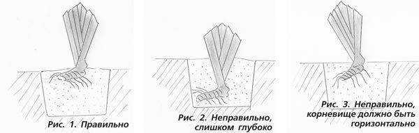 Пересадка и деление ирисов летом в июле: особенности selo.guru — интернет портал о сельском хозяйстве