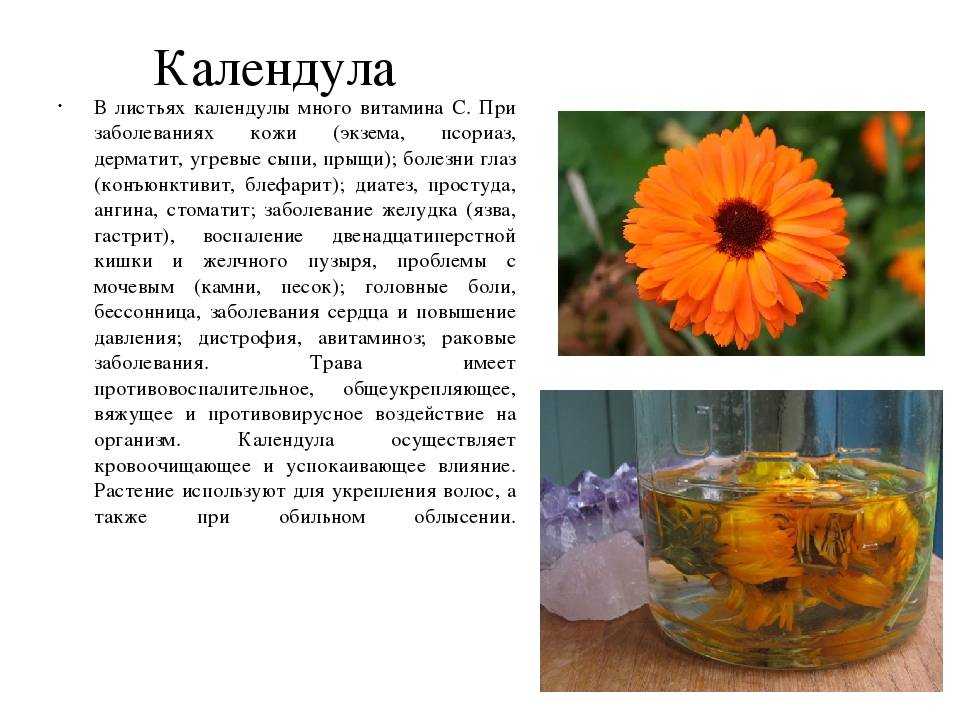Как сушить календулу: правильная сушка в домашних условиях - засушим.ru