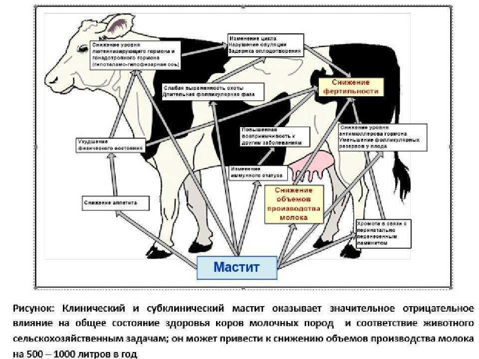 Болезни коз и коров, и их лечение