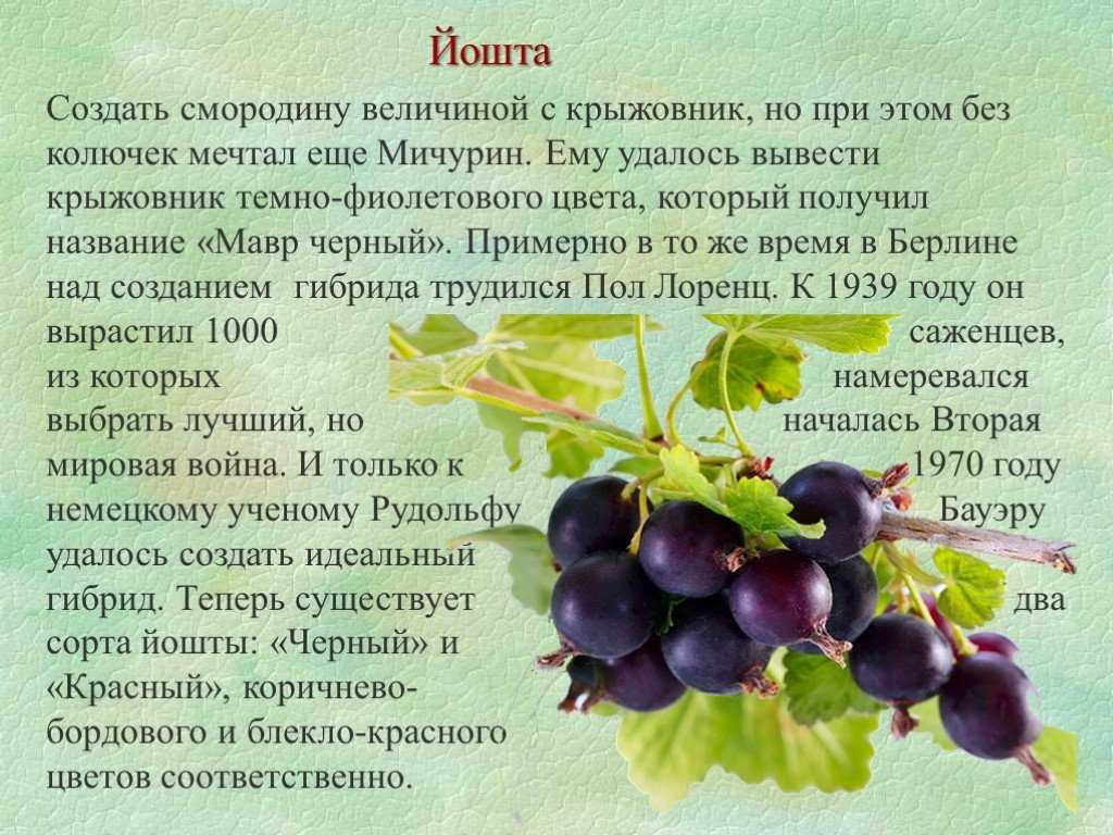 Описание крыжовника сорта черносливовый: характеристики, фото, отзывы, видео