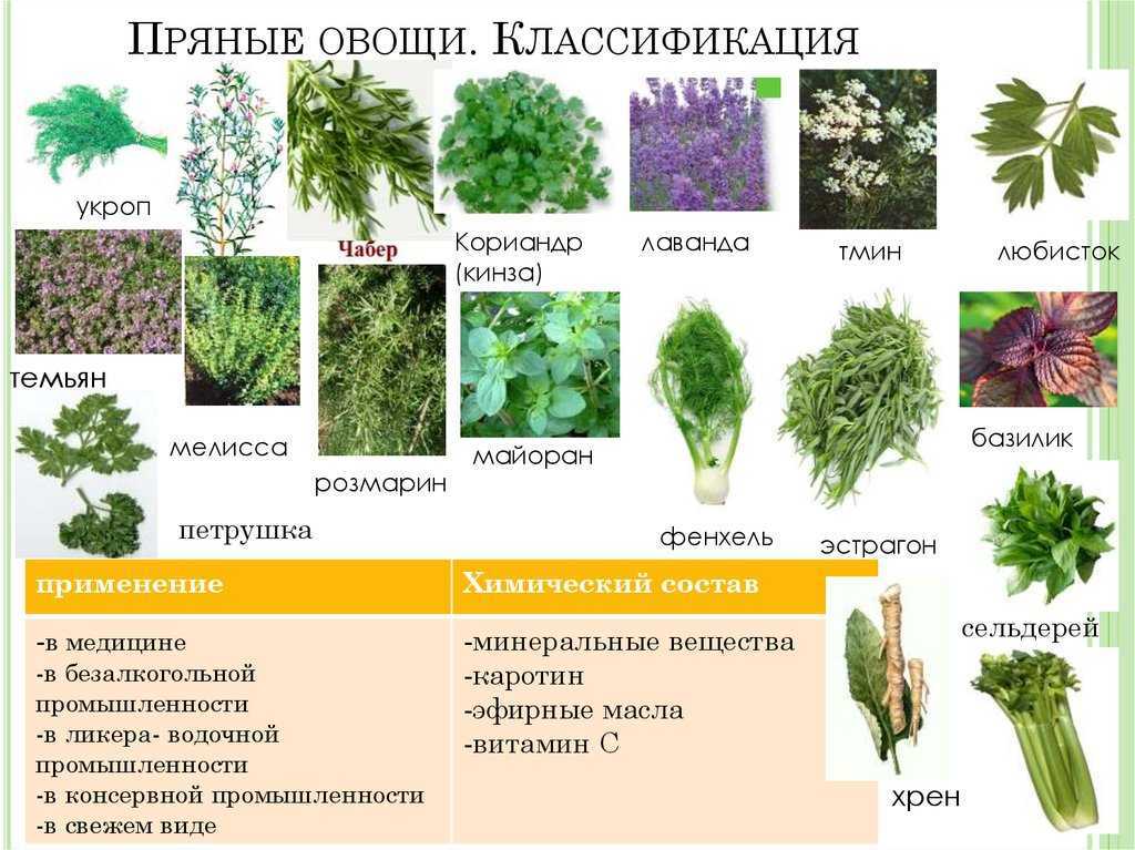Фенхель и укроп: это одно и то же? описание и химический состав фенхеля и укропа