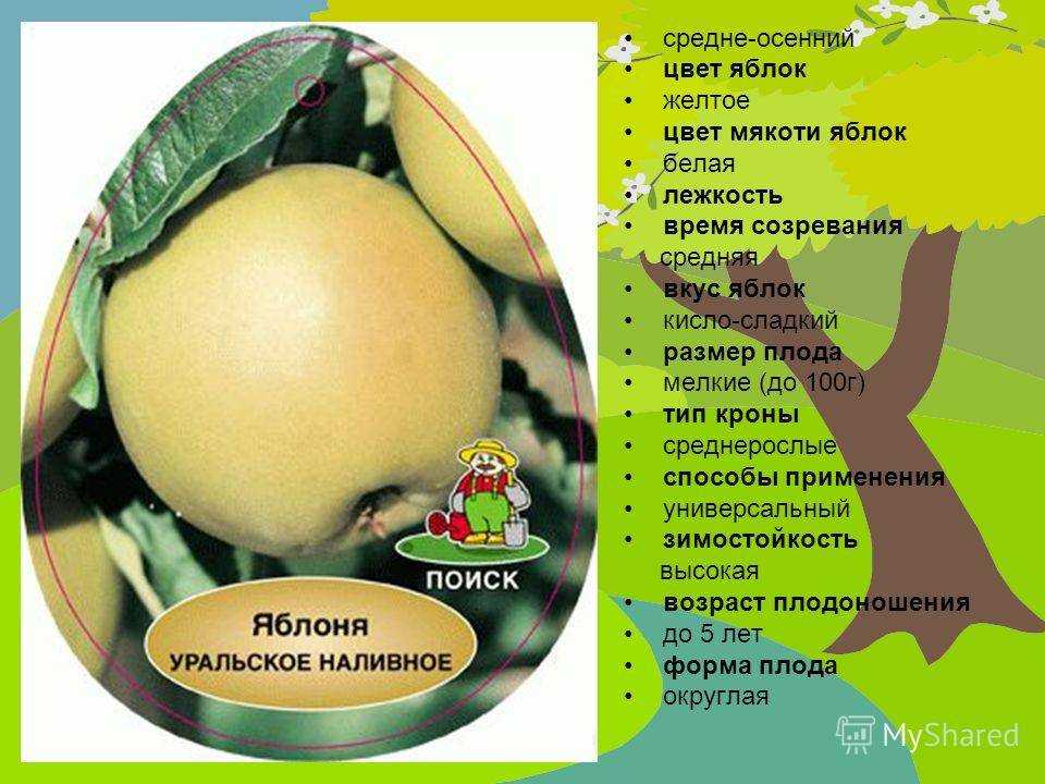 Характеристика сорта яблонь уральское наливное