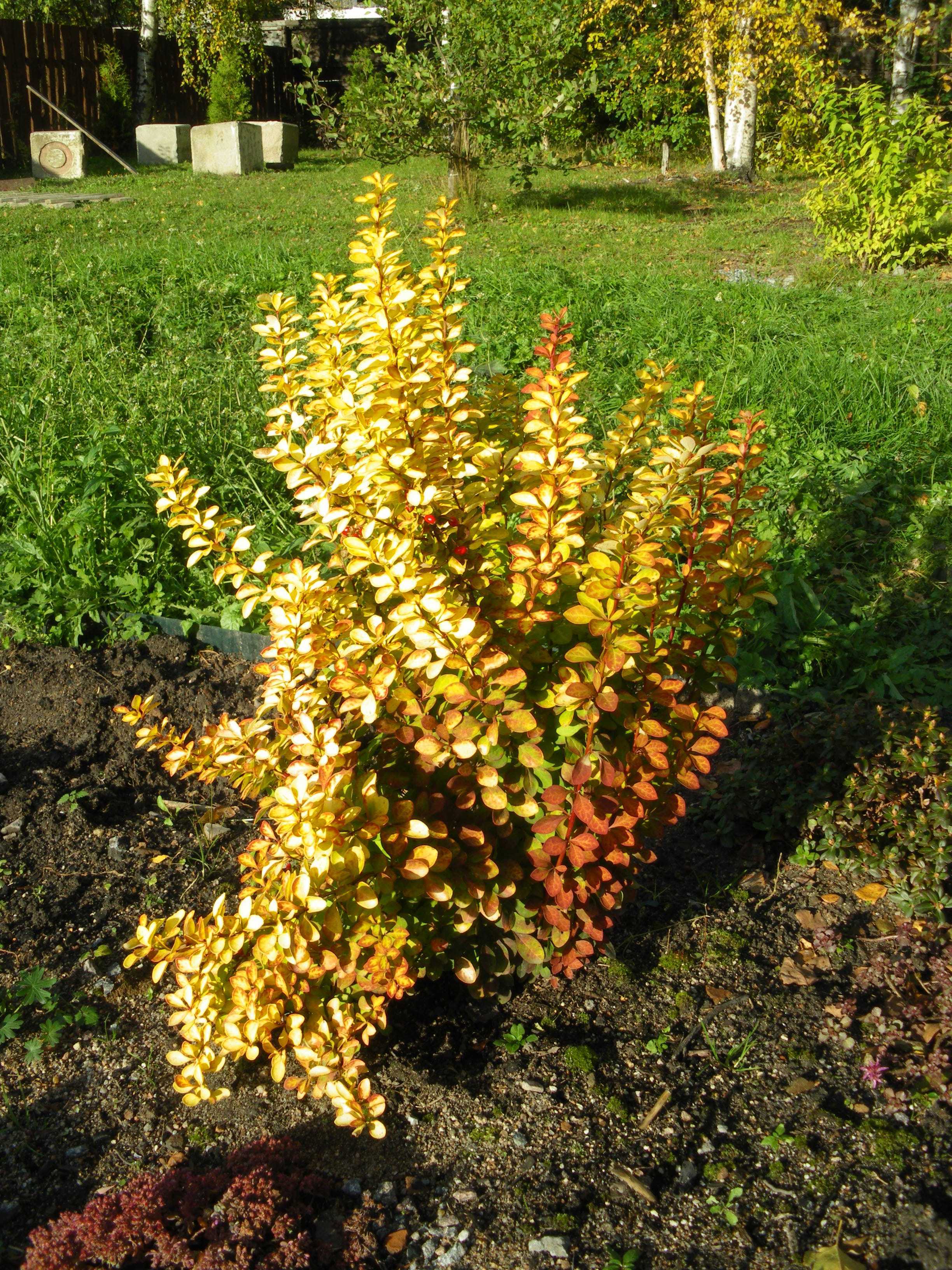 Барбарис тунберга `мария`, berberis thunbergii `maria`®