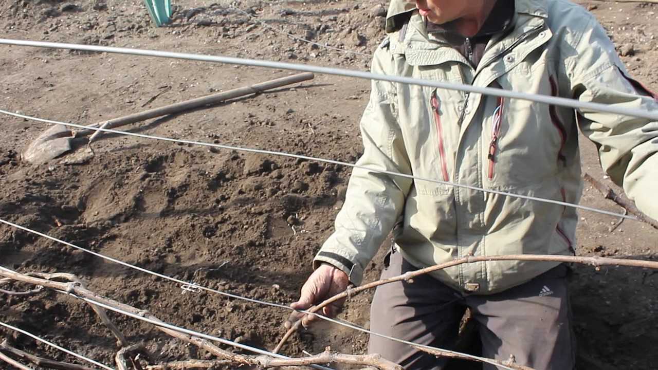 Как правильно подвязать виноград: на что лучше, пошаговая инструкция, фото, видео