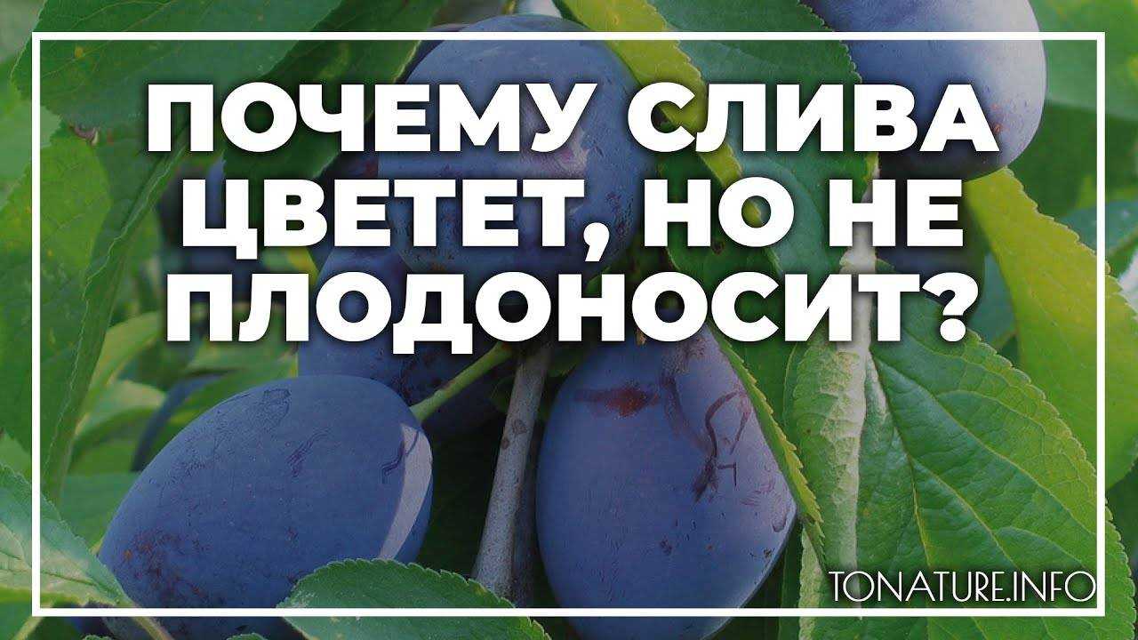 Почему осыпается слива: 7 причин. что делать, как бороться - дачные советы