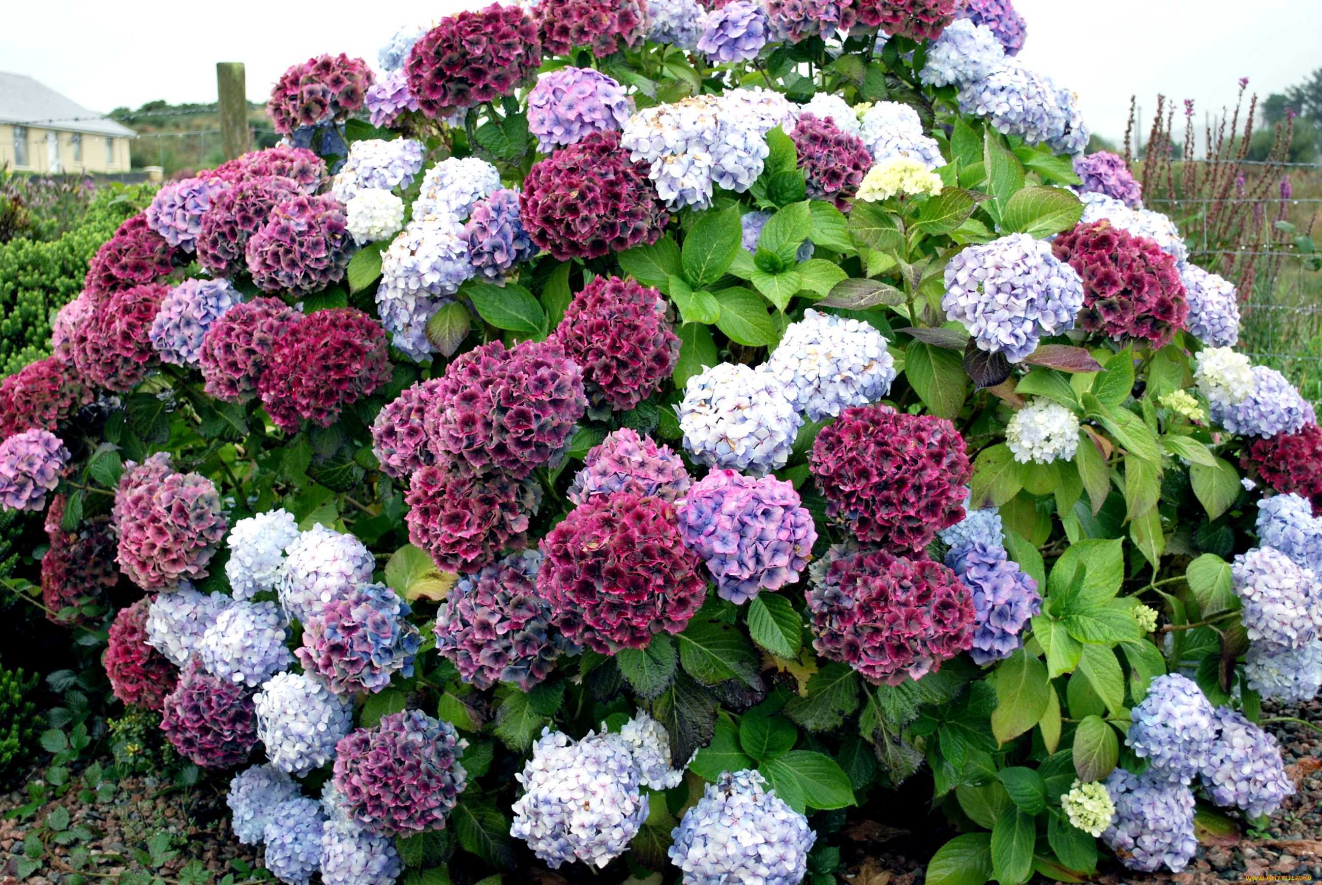 Ухаживание за гортензией крупнолистной (hydrangea macrophylla) 