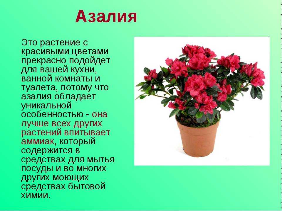 Азалия японская: разновидности садового цветка с фото - марушка, драпа, кенигштайн, арабеск (арабеска), а также правила посадки и ухода за растением