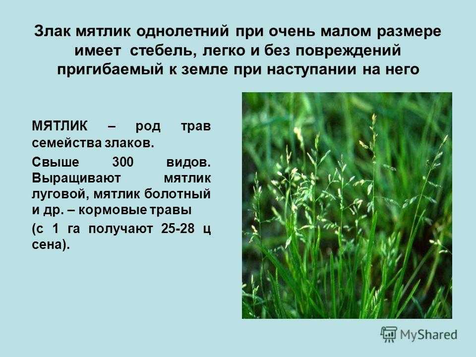 Мятлик луговой: фото и сорта, выращивание и уход за растением