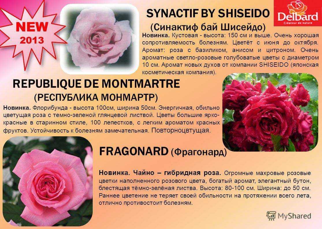 Роза абракадабра: фото и описание, уход, отзывы