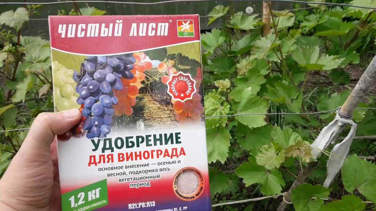Полив винограда летом или о чем должен знать каждый виноградарь