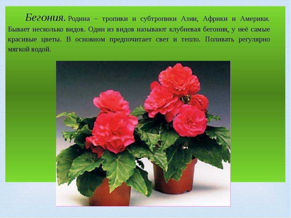 Бегония