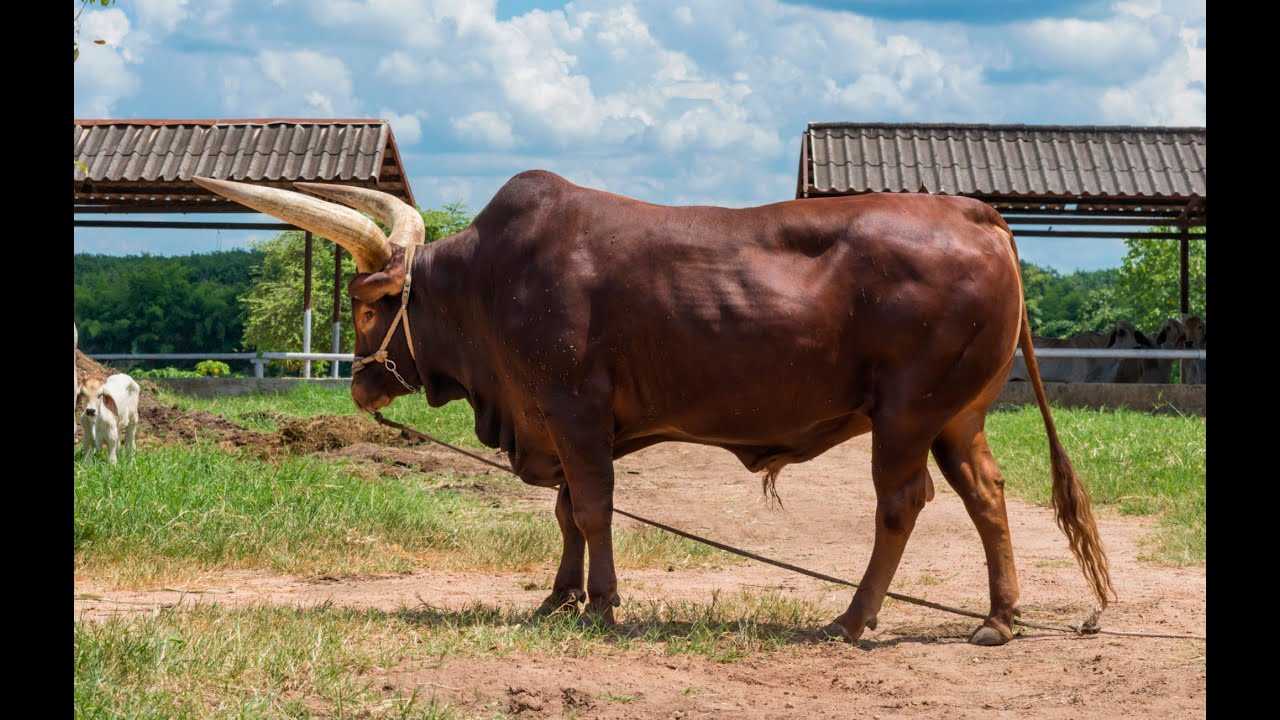 Как отличить корову от быка по морде