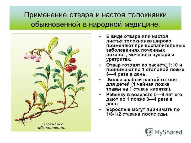 Толокнянка обыкновенная – применение, лечебные свойства и противопоказания