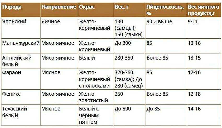 Сколько дней цесарка высиживает яйца
