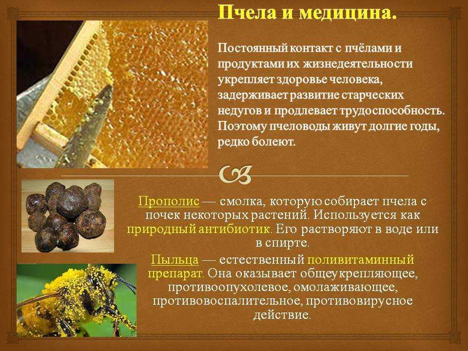 Продукты пчеловодства – свойства, польза, противопоказания