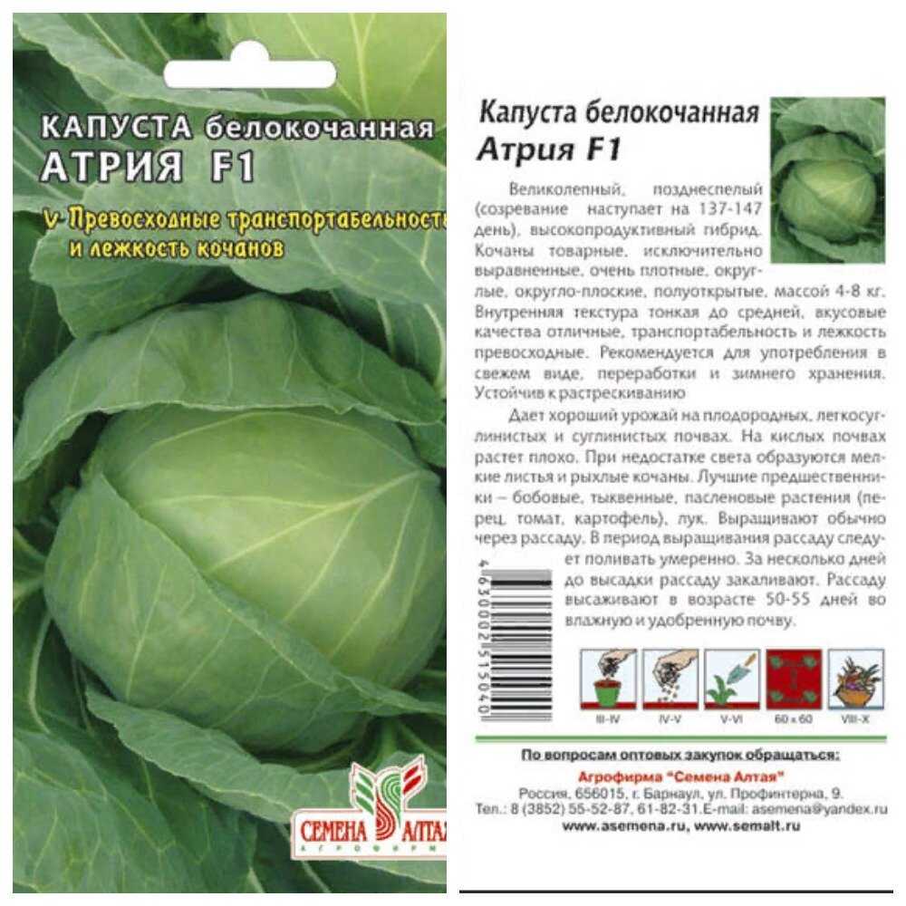 Описание голландской капусты атрия