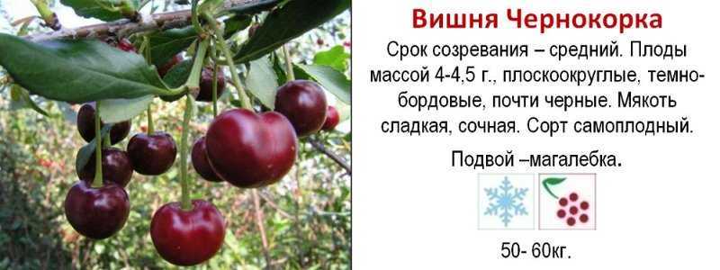 Вишня чернокорка: описание сорта, фото, отзывы, опылители, посадка и уход