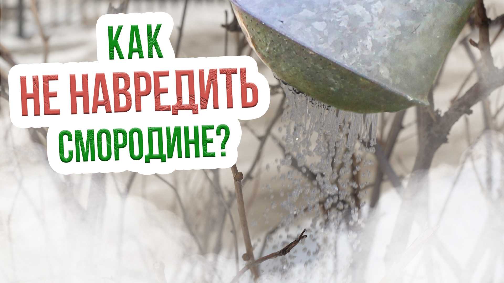 Когда обливать смородину кипятком весной в 2023 году: расчет благоприятных дней по регионам и правила выполнения процедуры