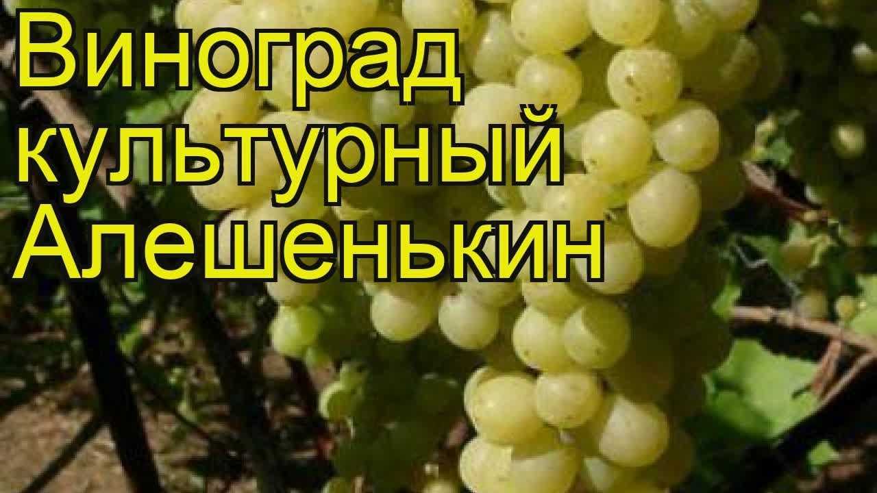 Сорт винограда алёшенькин – как вырастить сладкие ягоды? + видео