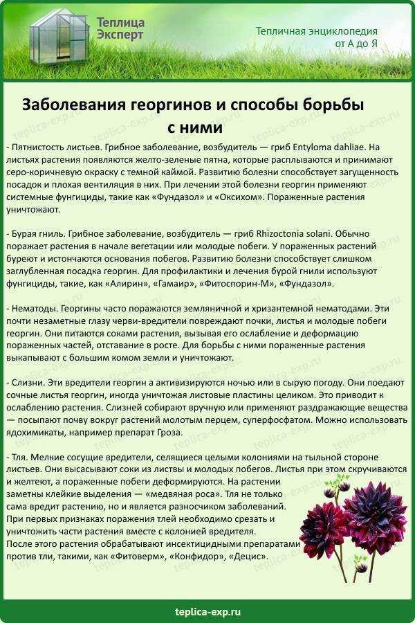 Болезни и вредители георгин: фото, описание, лечение, профилактика, причины