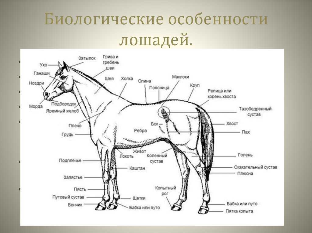 Поговорим о биомеханике: скелет лошади