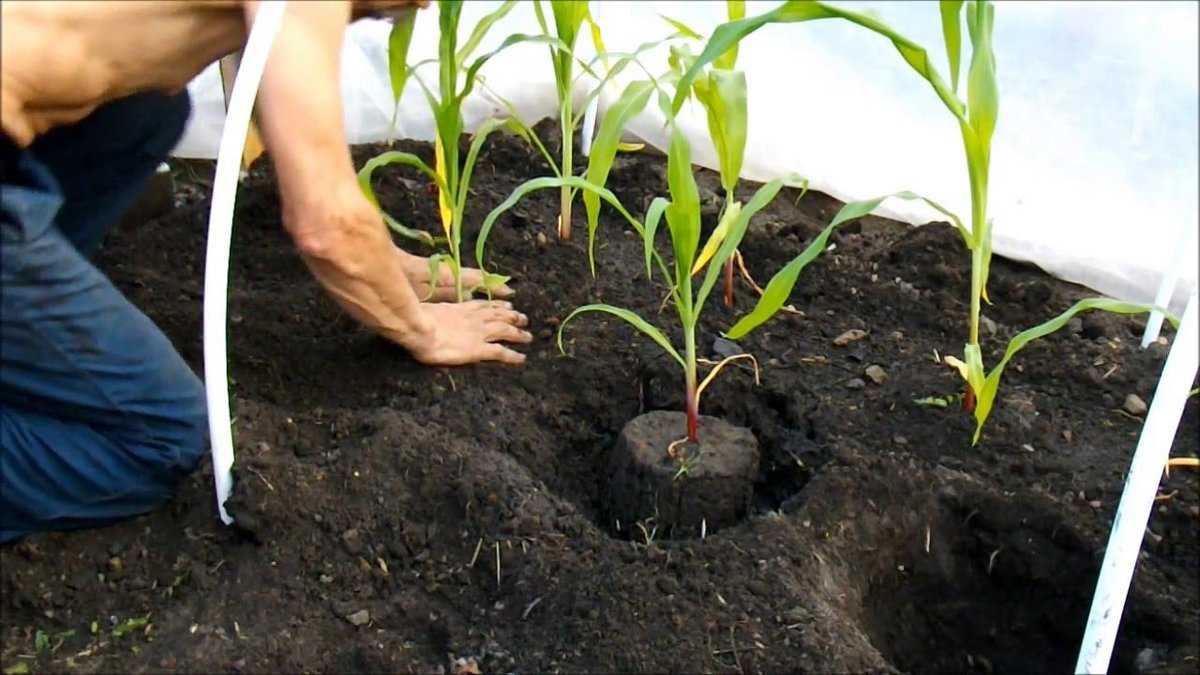 Посадка кукурузы в открытый грунт семенами и рассадой