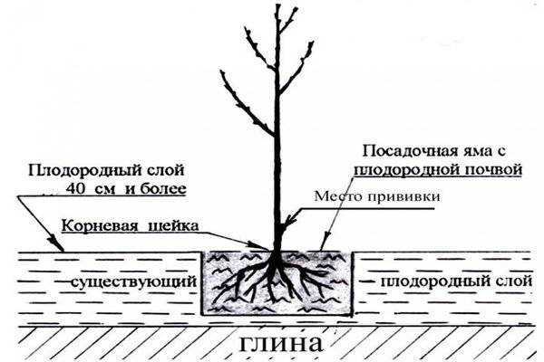 Посадка вишни весной: правила, советы, рекомендации