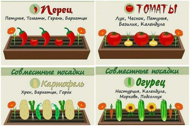 Весенняя и летняя подкормка гортензии в саду для активного роста и красивого цветения