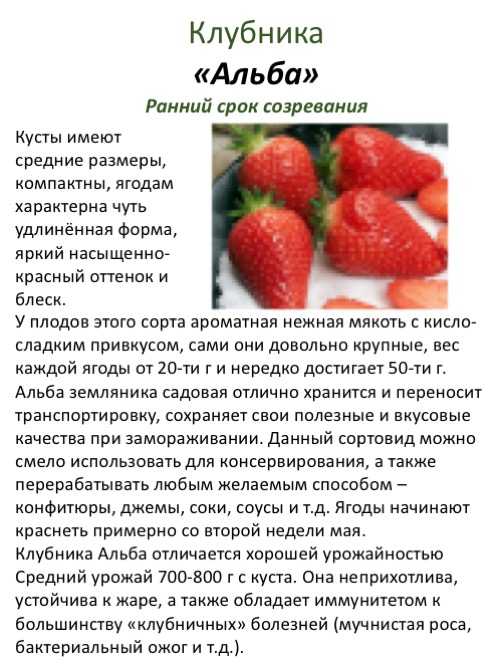 Самые лучшие сорта ремонтантной клубники для подмосковья с фото и описанием