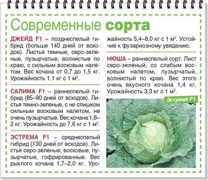Капуста амагер - описание сортовых характеристик, отзывы, фото