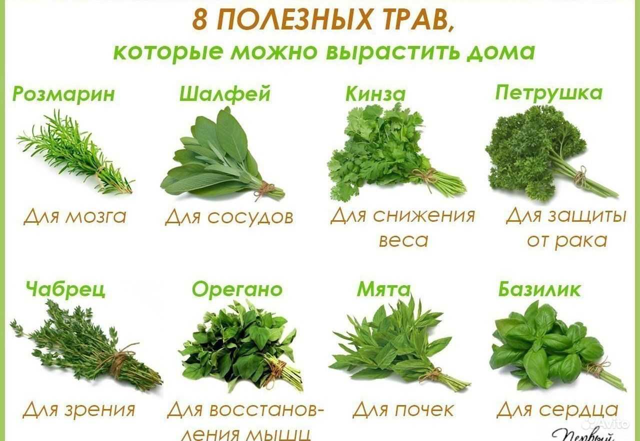 Чабер – приправа