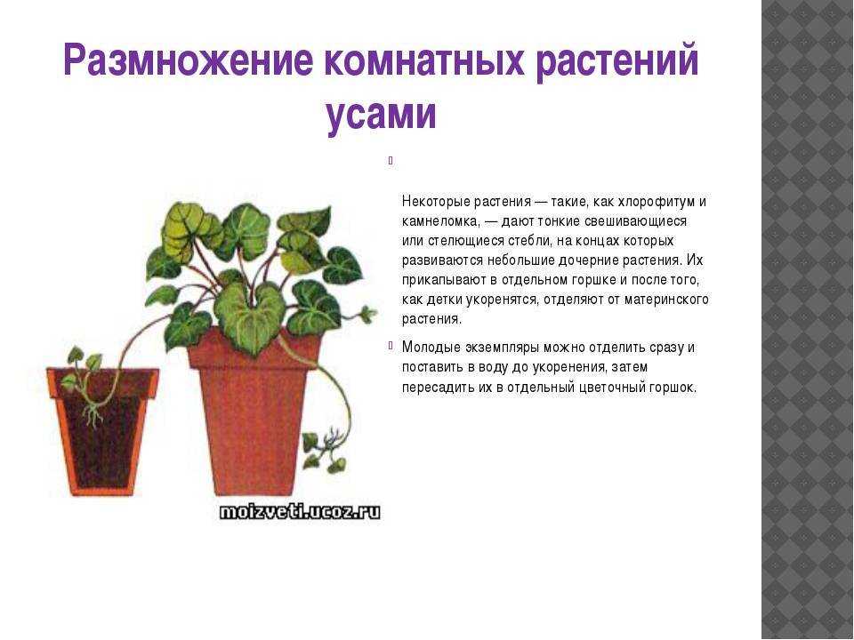 Декоративно-лиственные бегонии