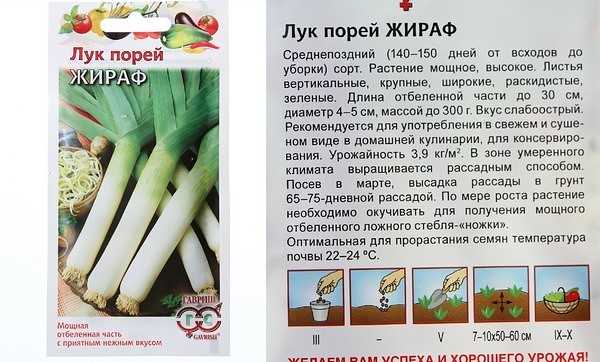 Лук порей: рассада, выращивание и уход | как посадить и ухаживать за пореем в открытом грунте