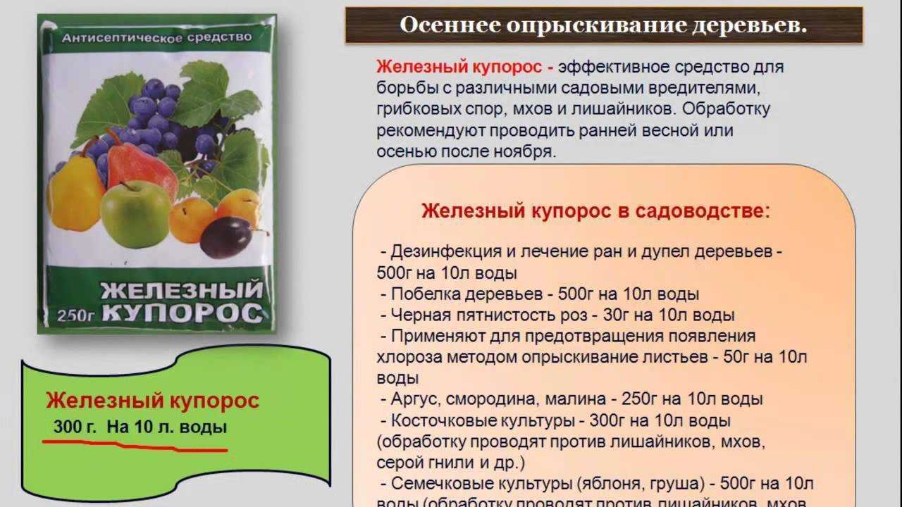 Чем опрыскать плодовые деревья и кустарники осенью: искореняющая обработка сада
