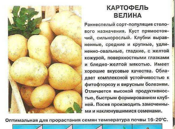 Картофель зорачка: описание сорта, фото, отзывы, вкусовые качества, урожайность