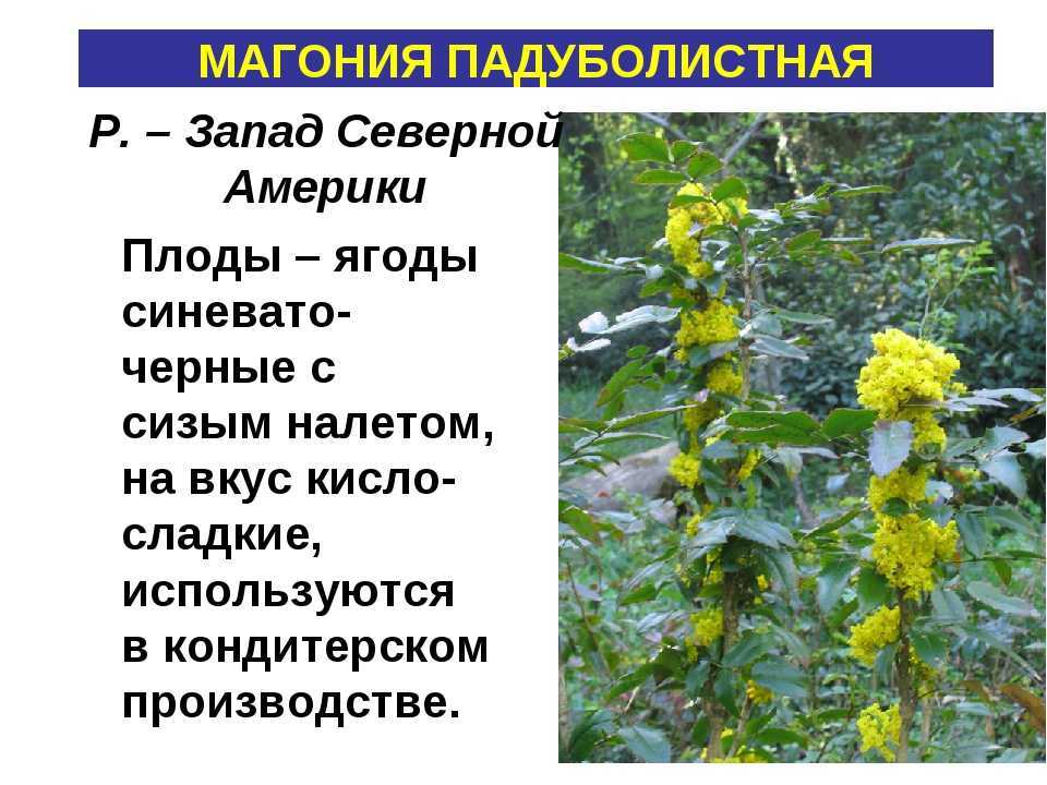 Посадка, уход и размножение падуболистной магонии
