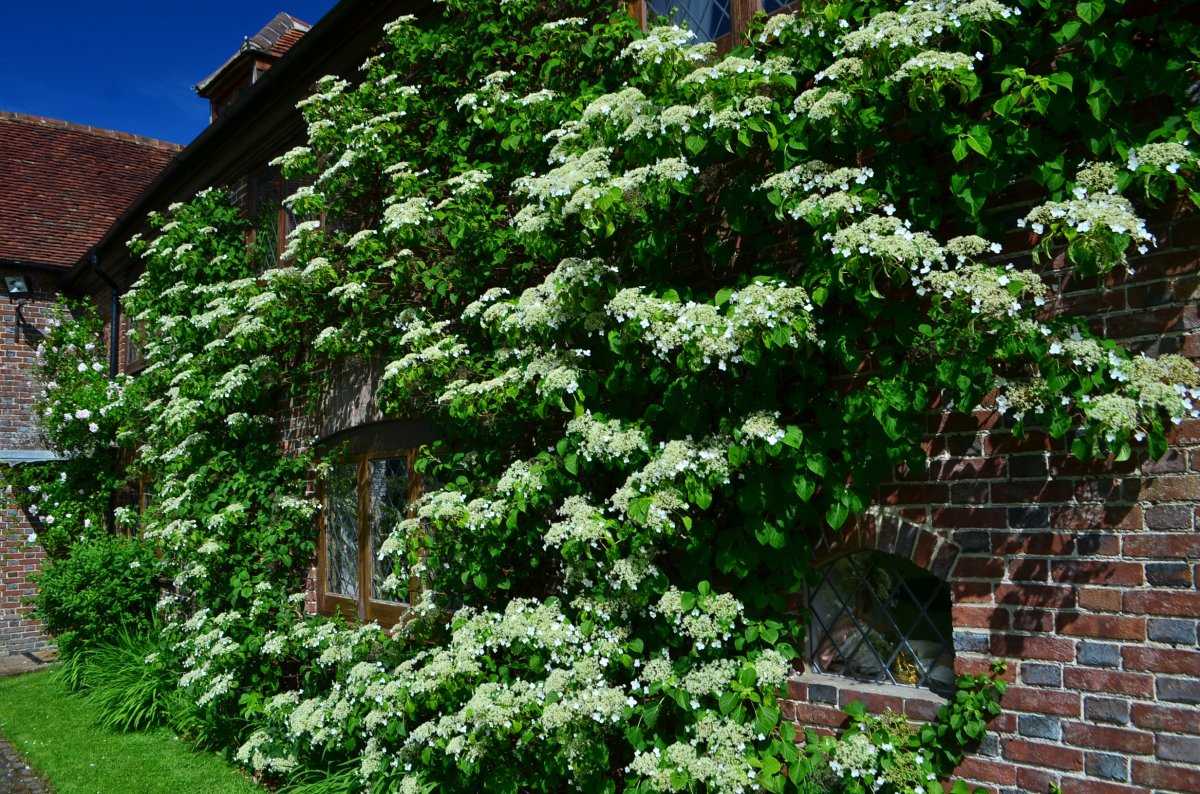 Гортензия черешковая, или лазящая для вертикального оформления участка