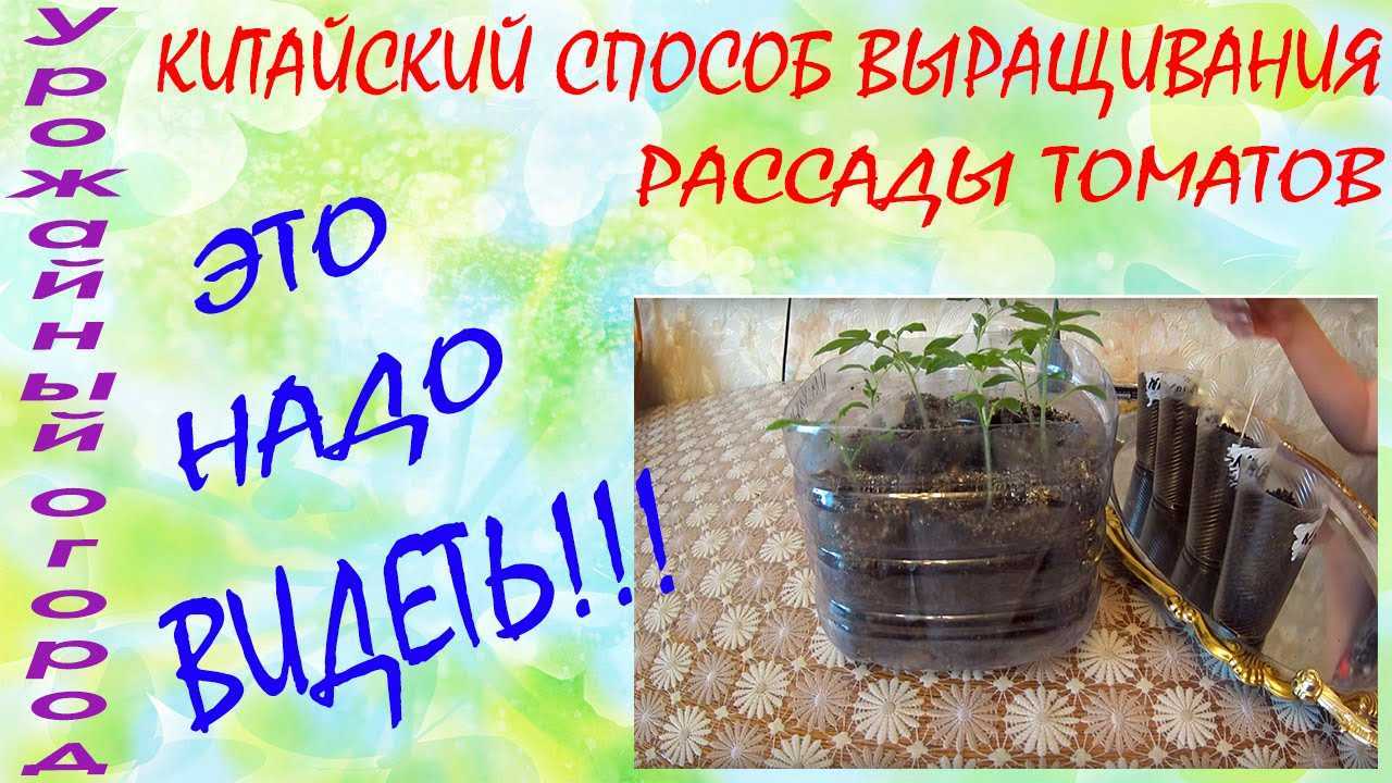 Китайский способ выращивания рассады томатов: в чем его секрет?