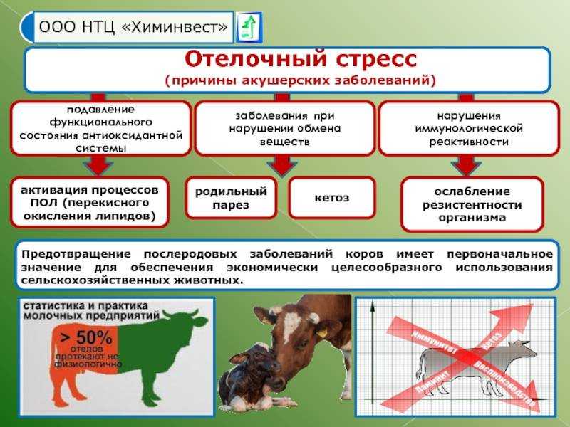 Послеродовой парез у коров: описание, как и чем лечить