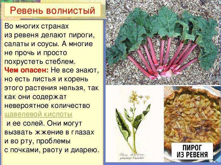 Ревень: состав, калорийность, польза, рецепты