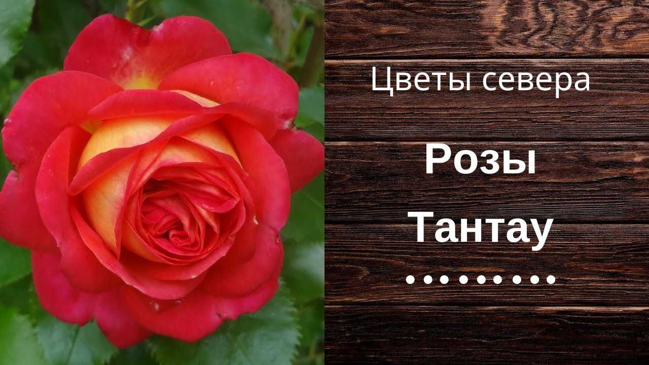 О сортах розы рококо (lemon, lovely, magic, playful): описание и характеристики