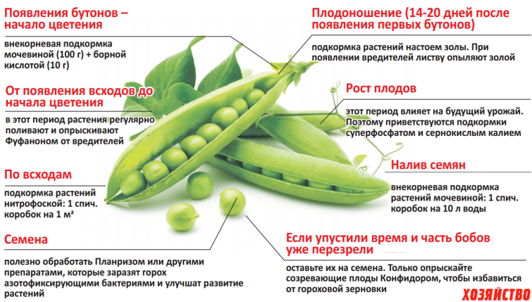 Совместные посадки кабачков: удачное и нежелательное соседство