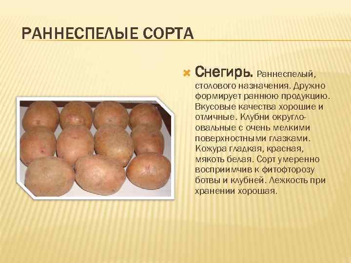 Картофель скарб