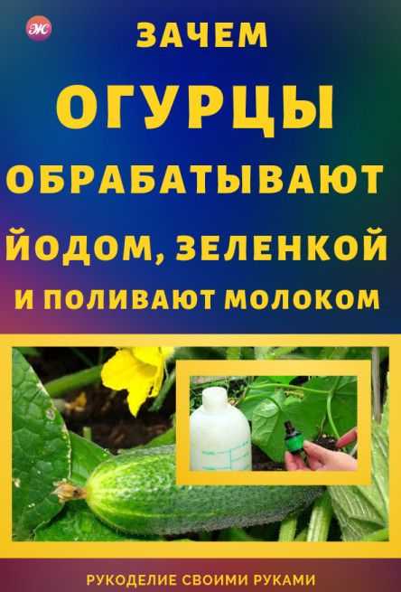 Как подкормить огурцы зеленкой: обработка, удобрение