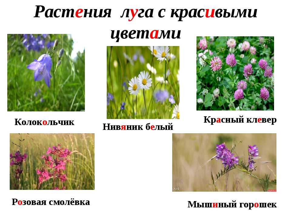 Луговые растения (травы и цветы) для выращивания на даче: описания, названия, фото + польза и применение в ландшафте