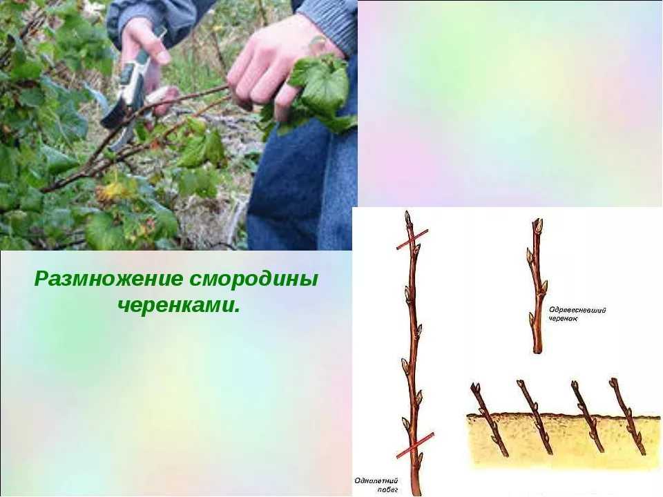Смородина: описание 22 отборных сортов с фото +отзывы огородников